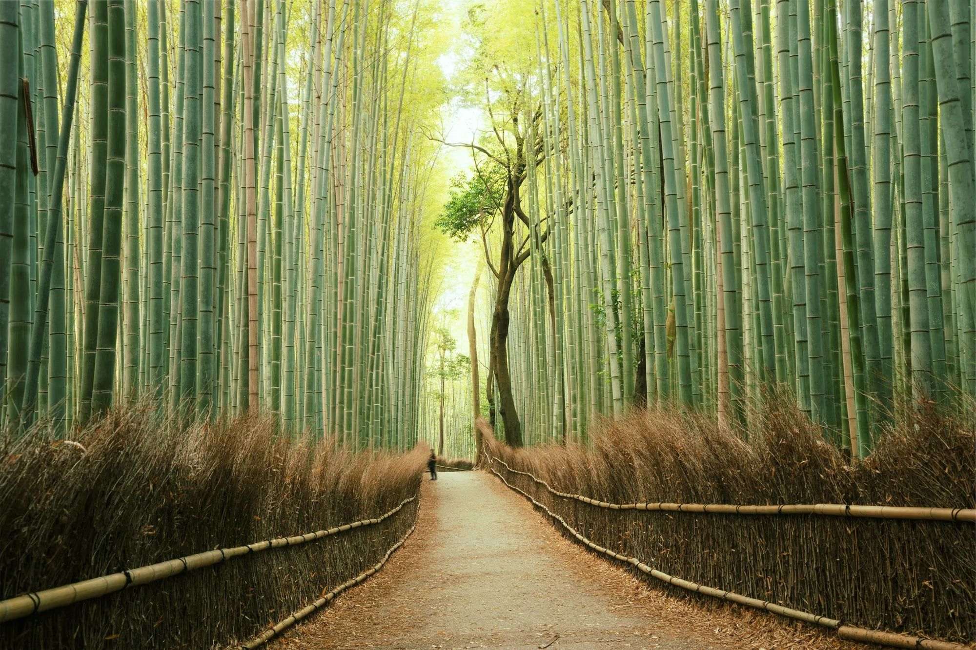 Path through the Arashiyama bamboo forest in Kyoto