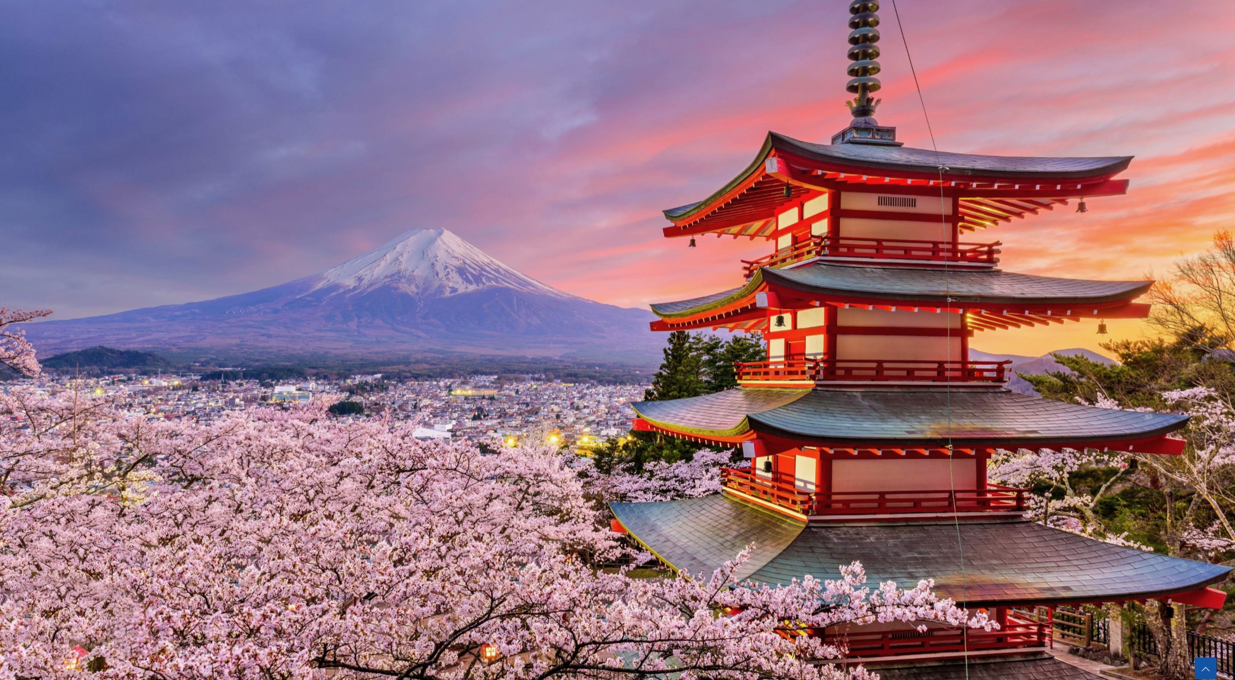 Mount Fuji and a red pagoda among cherry blossoms at sunset